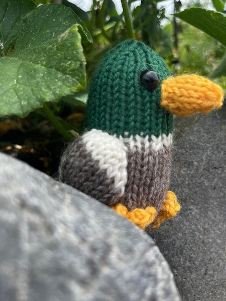 Free mallard duck knitting pattern – easy & adorable amigurumi